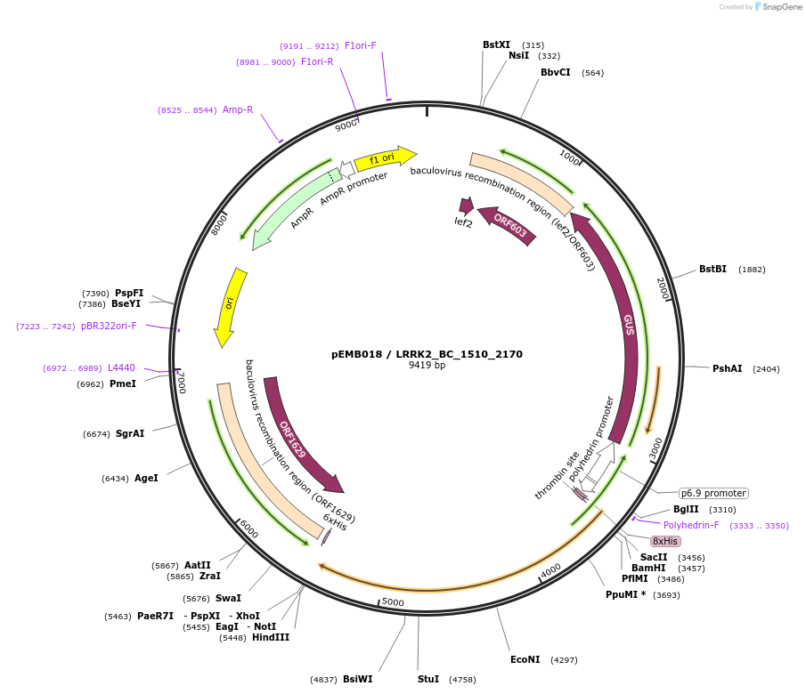 40517-plasmid-map-sequence-id-52190