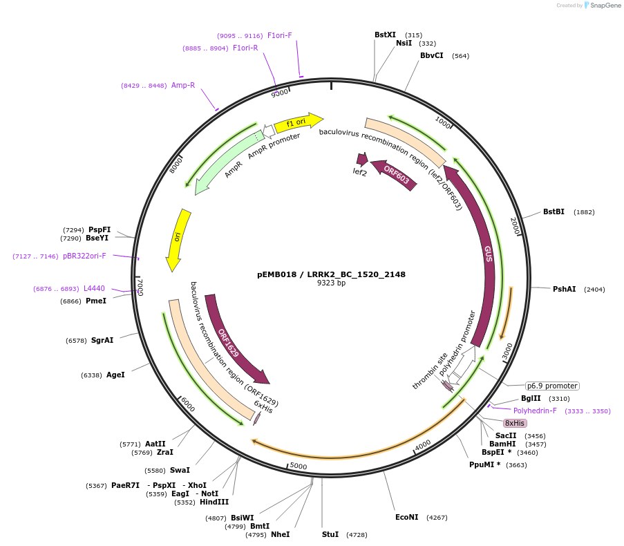 40519-plasmid-map-sequence-id-52192