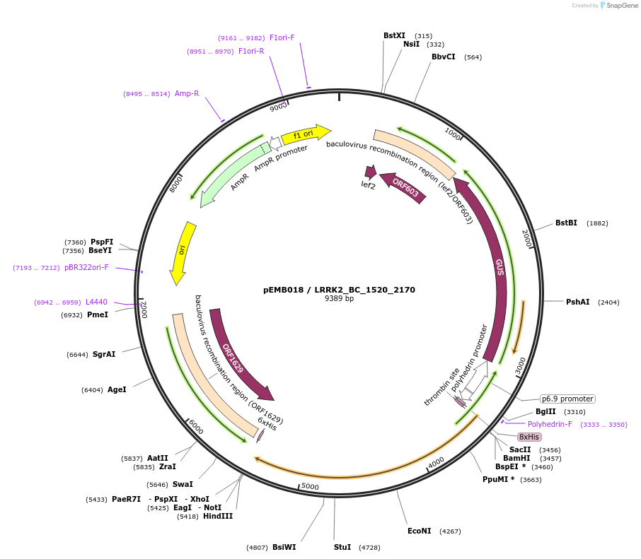 40520-plasmid-map-sequence-id-52193