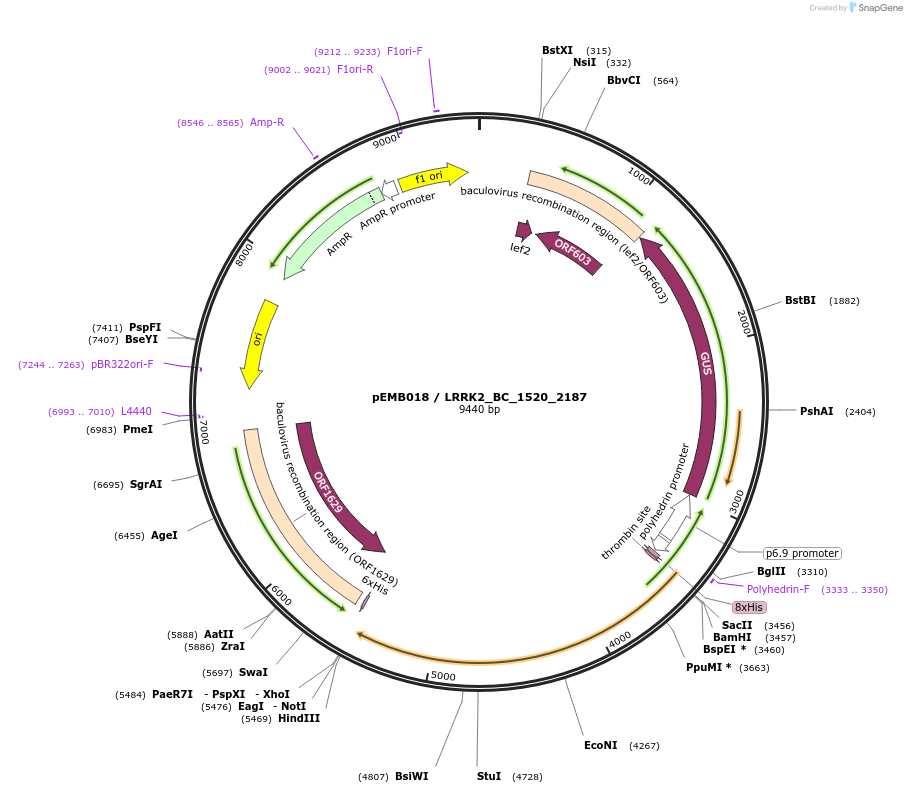 40521-plasmid-map-sequence-id-52194