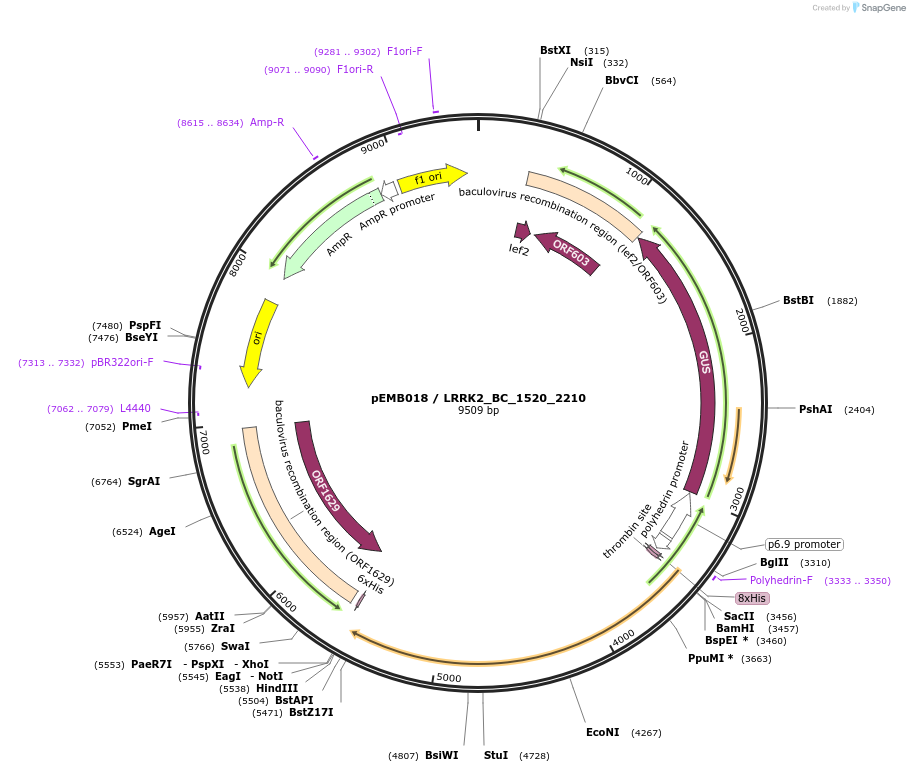 40522-plasmid-map-sequence-id-52195