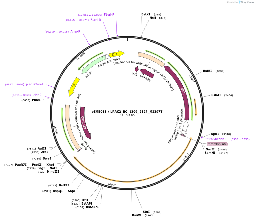 40523-plasmid-map-sequence-id-52196