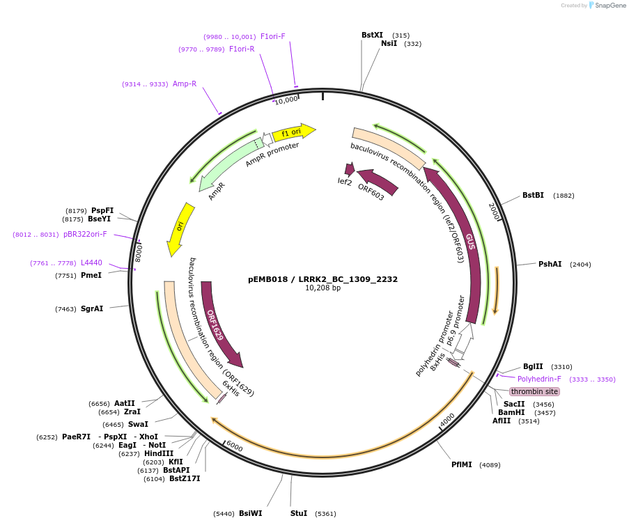 40526-plasmid-map-sequence-id-52199