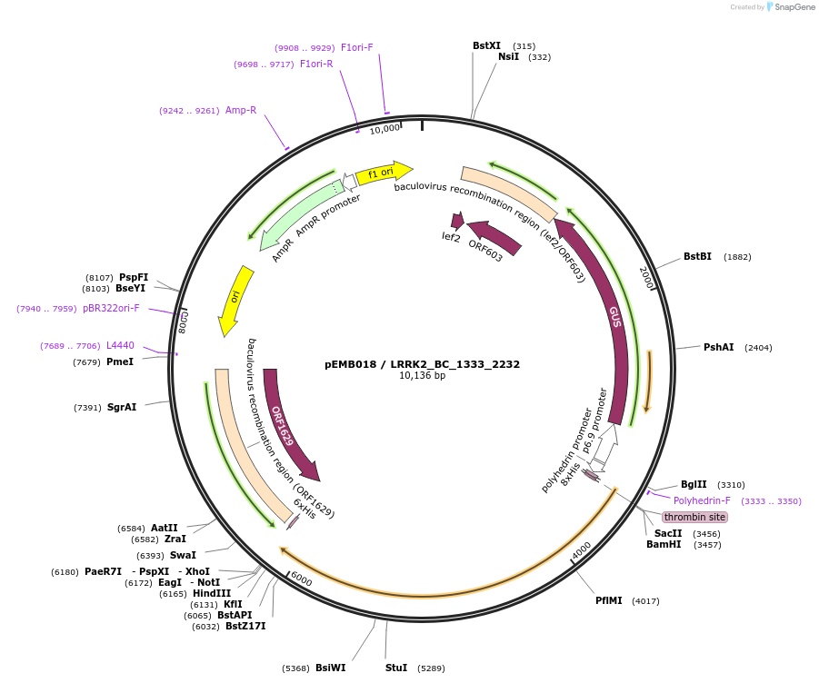 40527-plasmid-map-sequence-id-52200