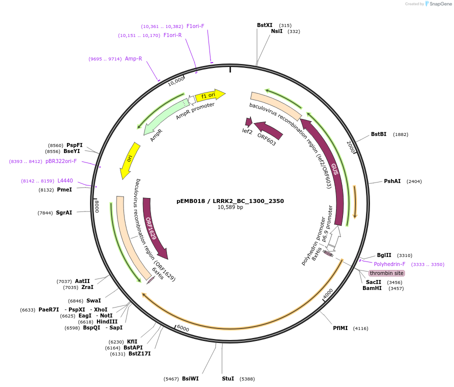 40528-plasmid-map-sequence-id-52201