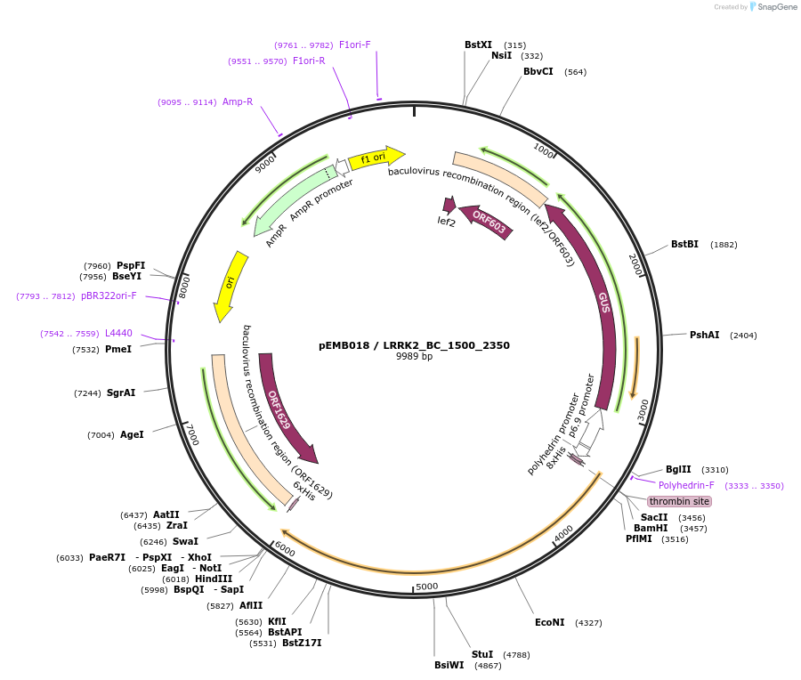 40530-plasmid-map-sequence-id-52203