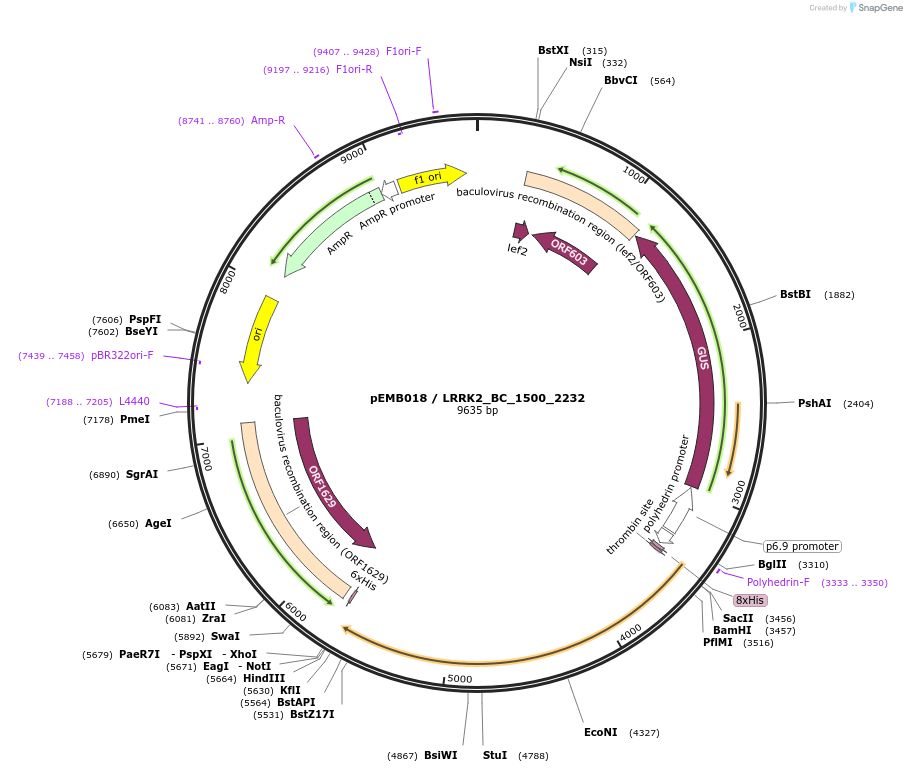 40531-plasmid-map-sequence-id-52204
