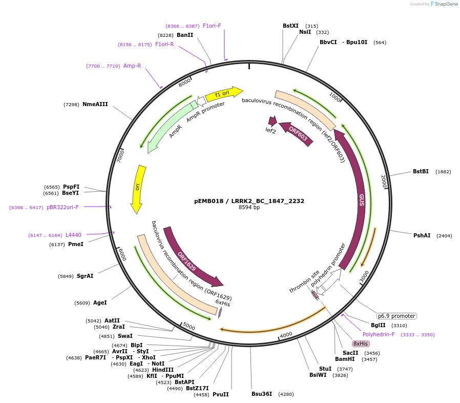 40532-plasmid-map-sequence-id-52205
