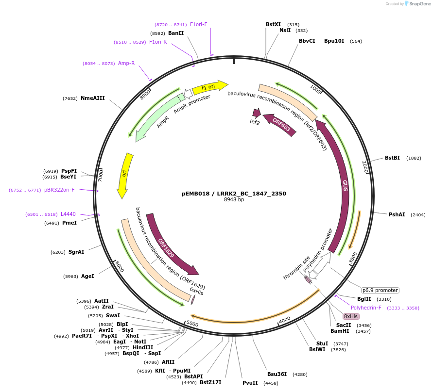 40533-plasmid-map-sequence-id-52206