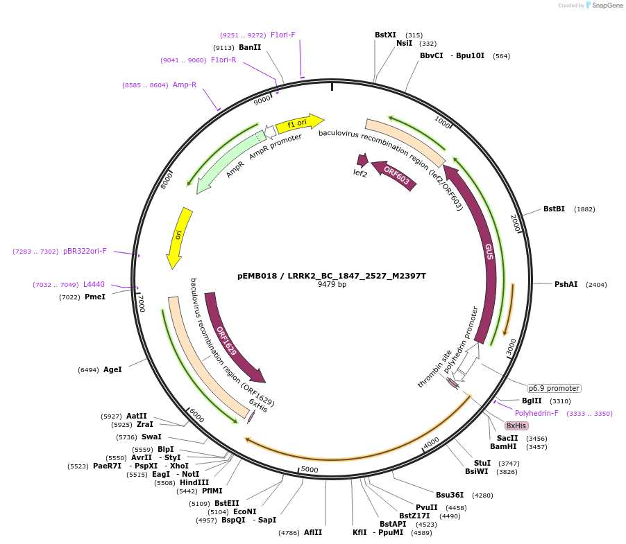 40536-plasmid-map-sequence-id-52209