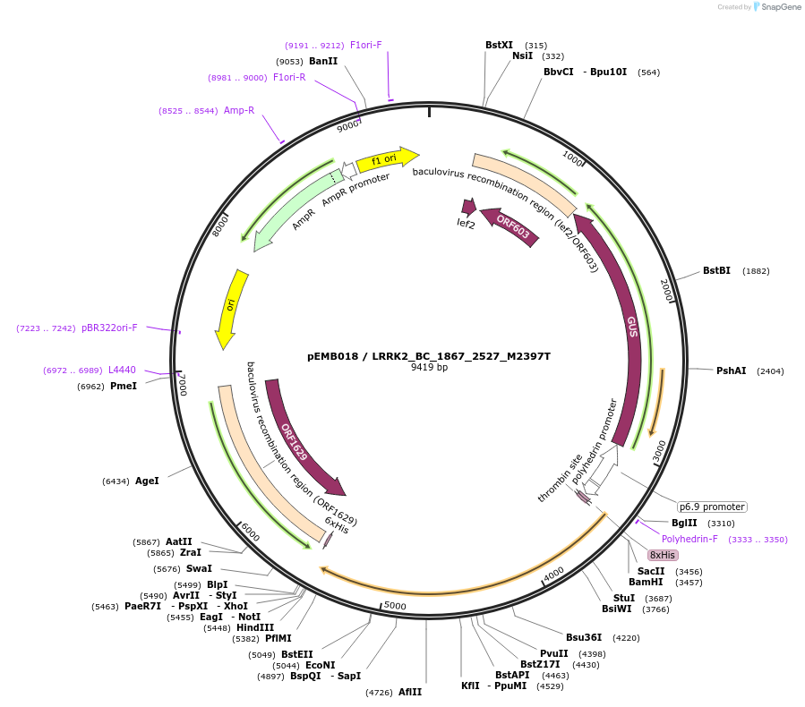 40537-plasmid-map-sequence-id-52210