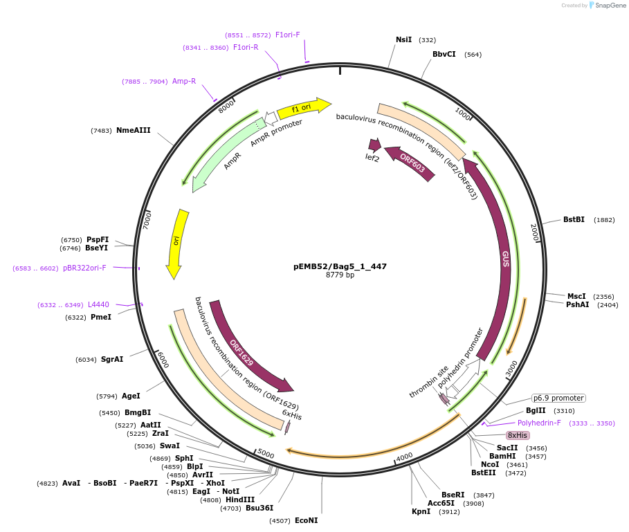 40540-plasmid-map-sequence-id-52213