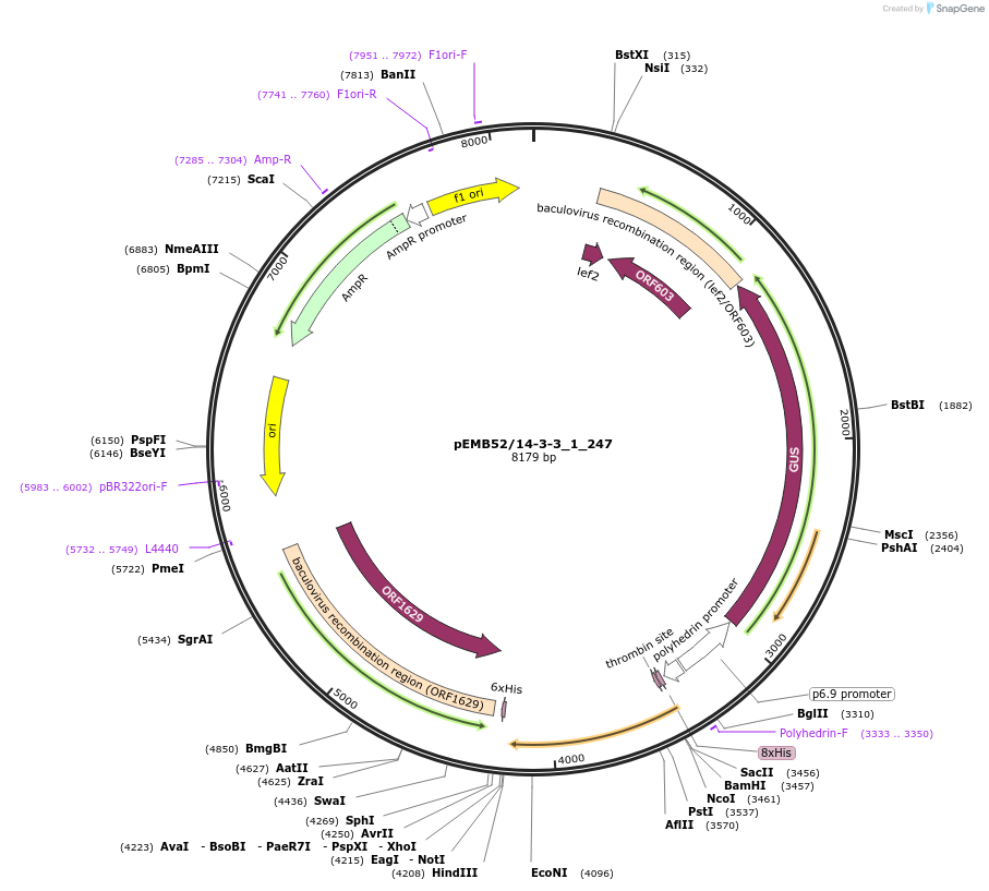 40541-plasmid-map-sequence-id-52214