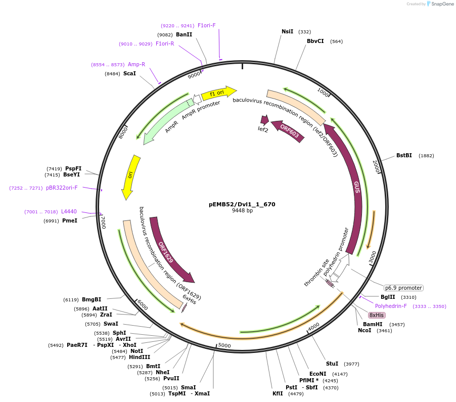 40542-plasmid-map-sequence-id-52215