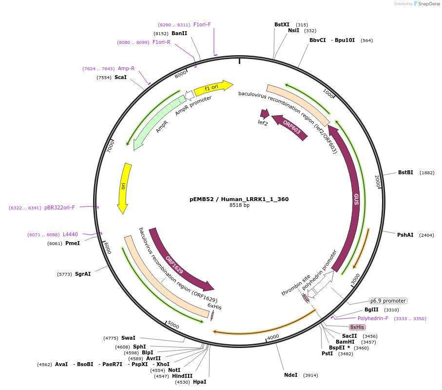 40549-plasmid-map-sequence-id-52222