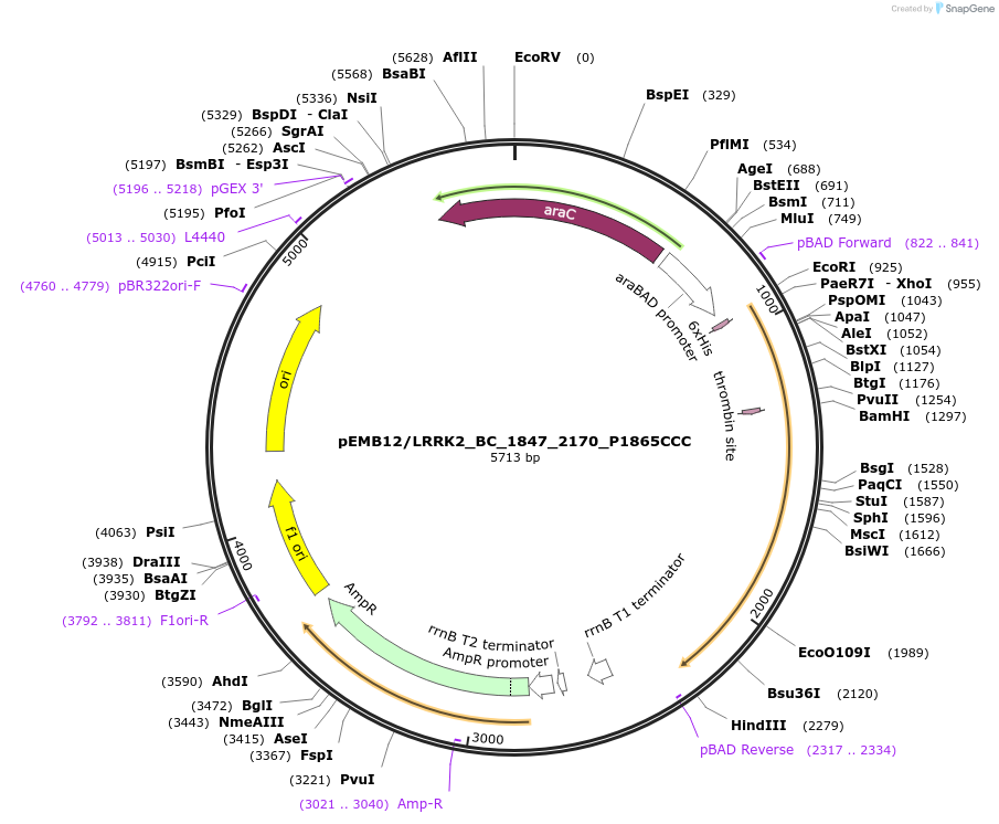 40552-plasmid-map-sequence-id-52225
