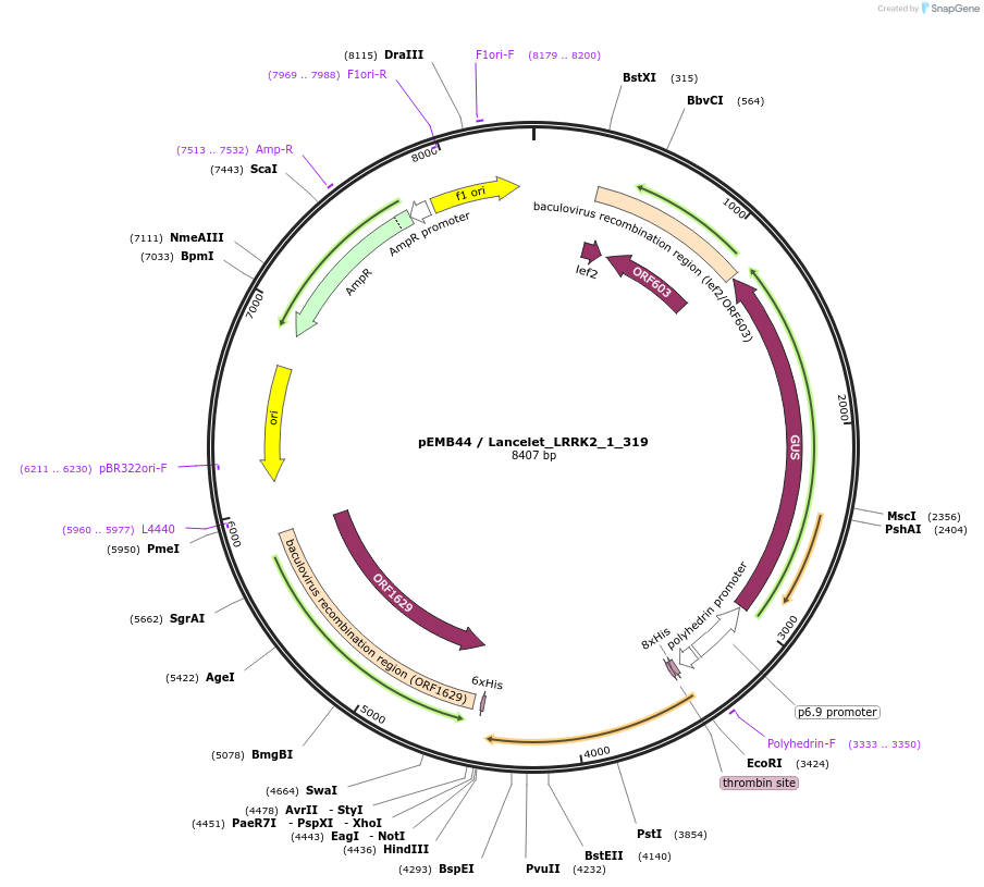 40554-plasmid-map-sequence-id-52227