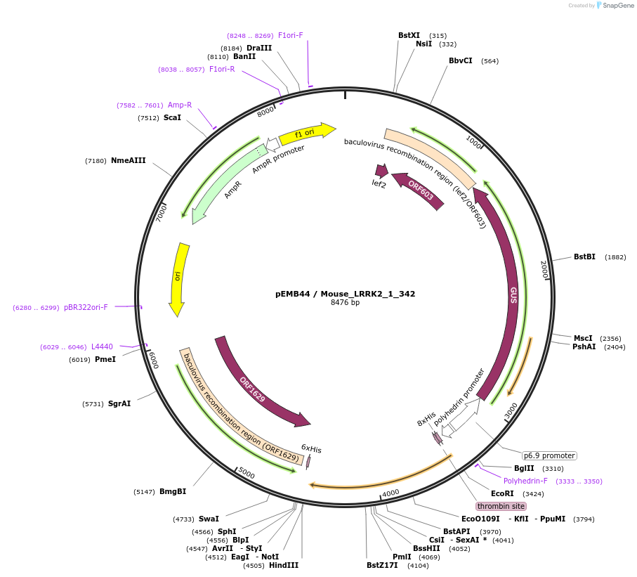 40555-plasmid-map-sequence-id-52228