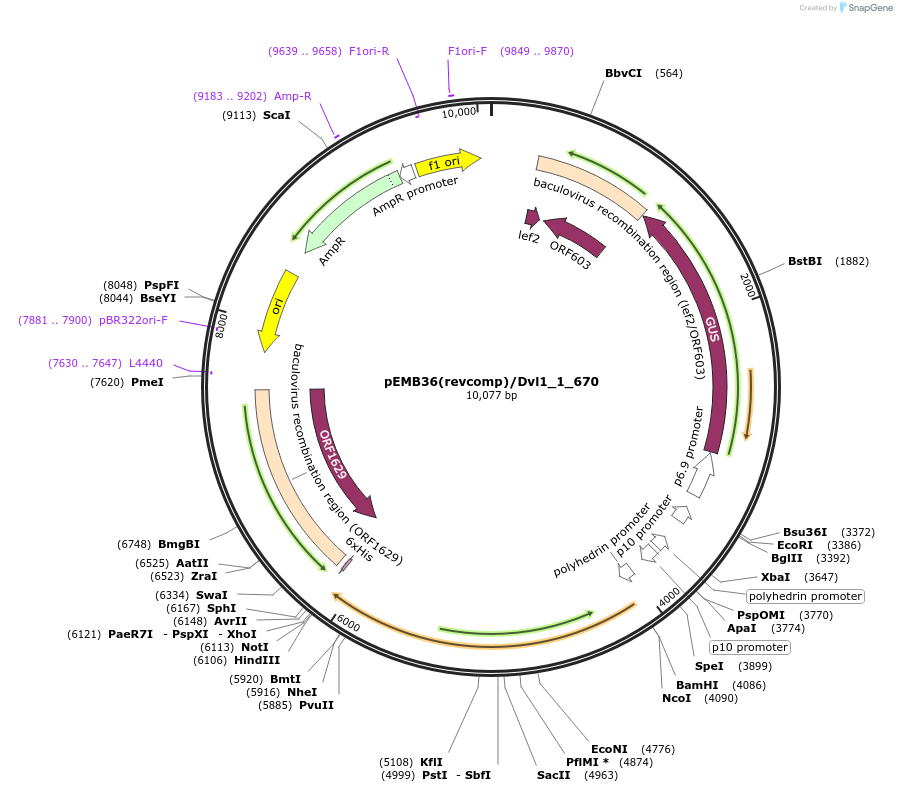 40557-plasmid-map-sequence-id-52230