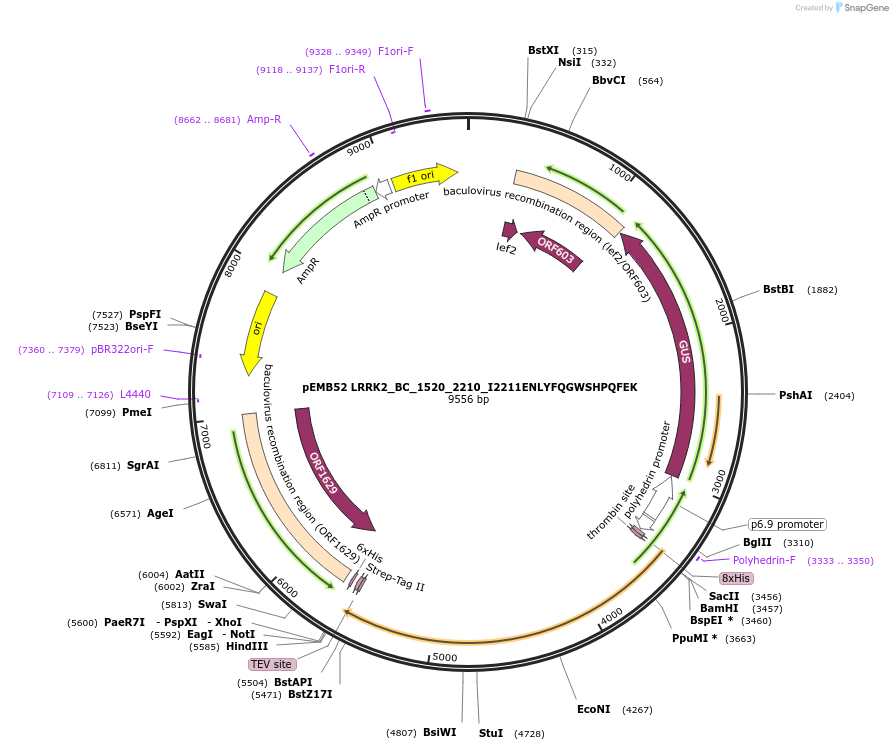 40565-plasmid-map-sequence-id-52238