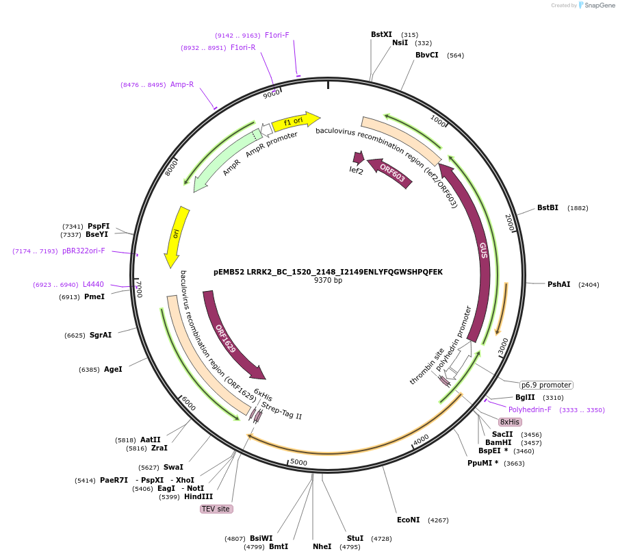 40566-plasmid-map-sequence-id-52239