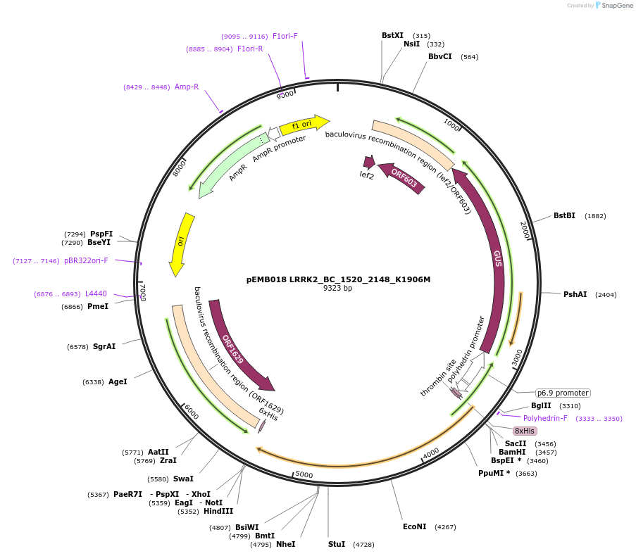40567-plasmid-map-sequence-id-52240