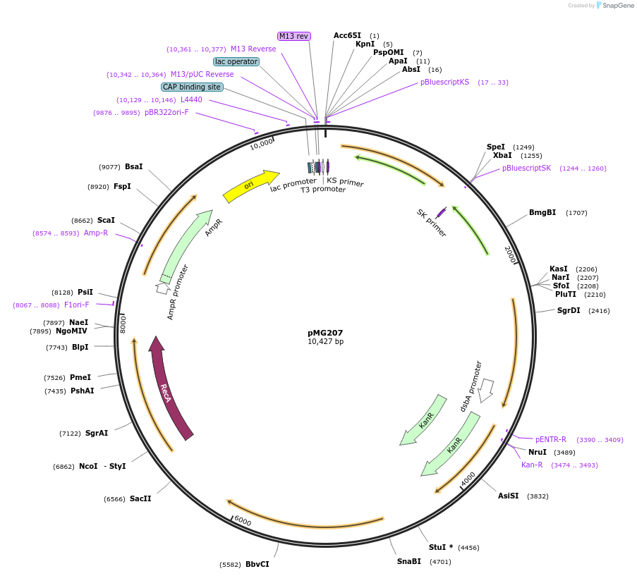 39273-plasmid-map-sequence-id-52272