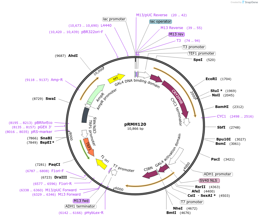 40593-plasmid-map-sequence-id-52556