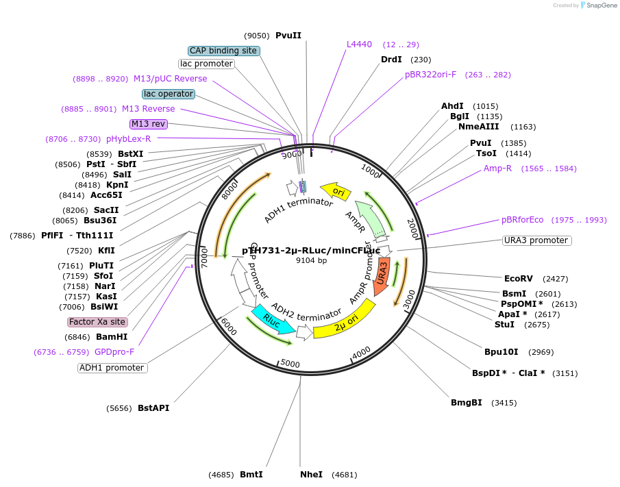 40601-plasmid-map-sequence-id-52657