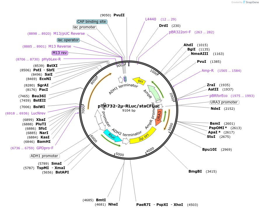 40607-plasmid-map-sequence-id-52666