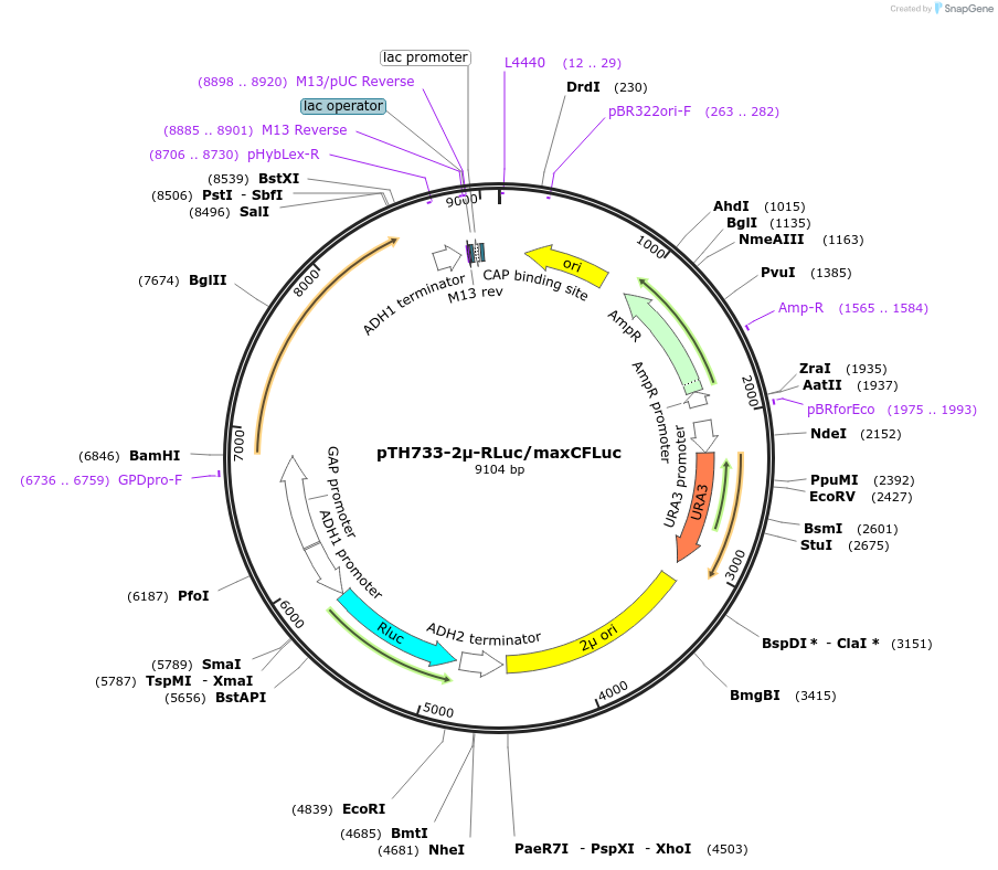 40608-plasmid-map-sequence-id-52669