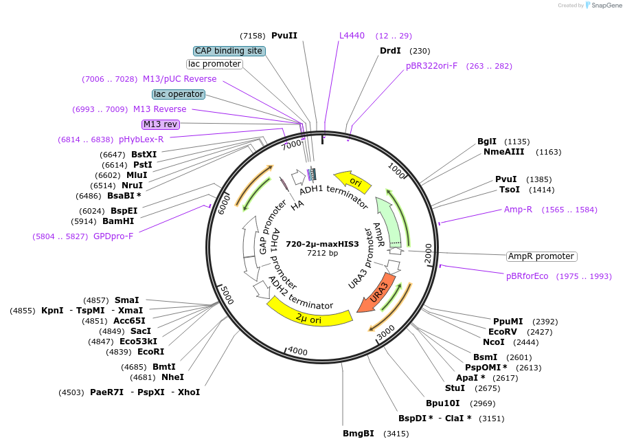 40612-plasmid-map-sequence-id-52701