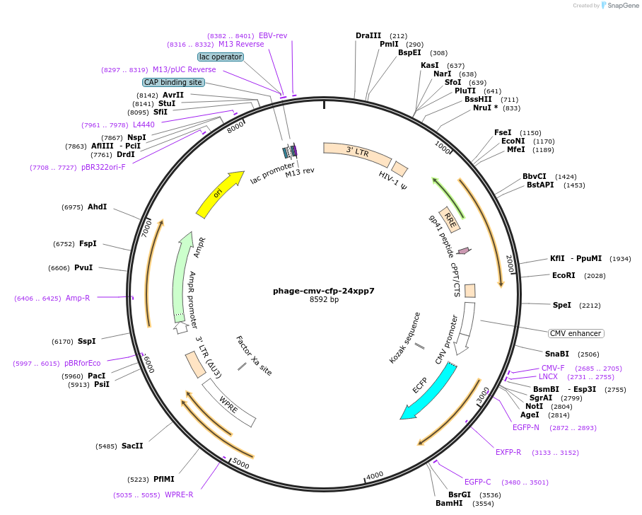 40652-plasmid-map-sequence-id-52983