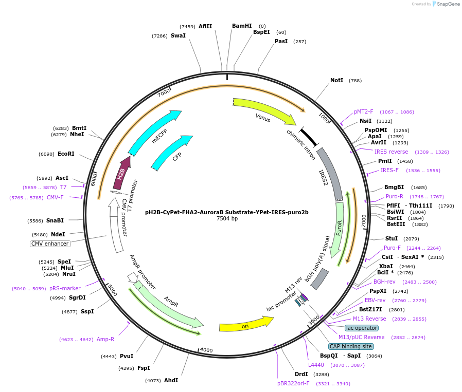 40571-plasmid-map-sequence-id-53369