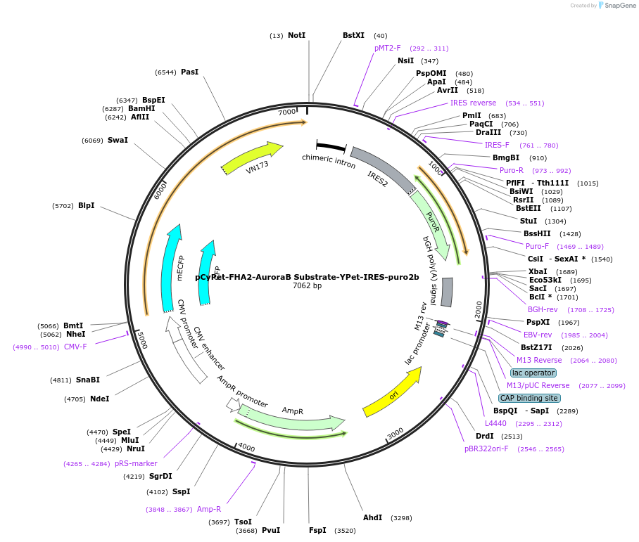 40731-plasmid-map-sequence-id-53370