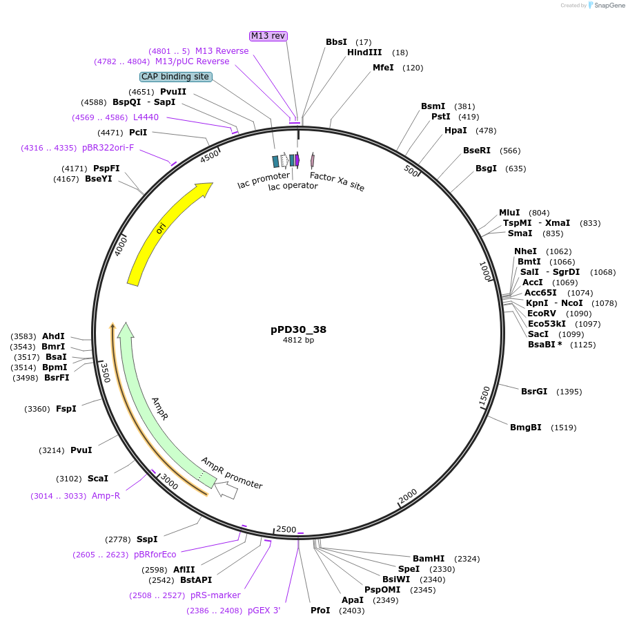 1443-plasmid-map-sequence-id-54