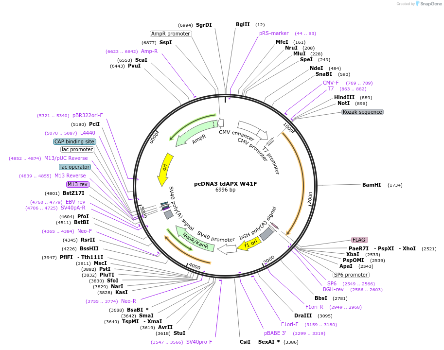 40863-plasmid-map-sequence-id-54079