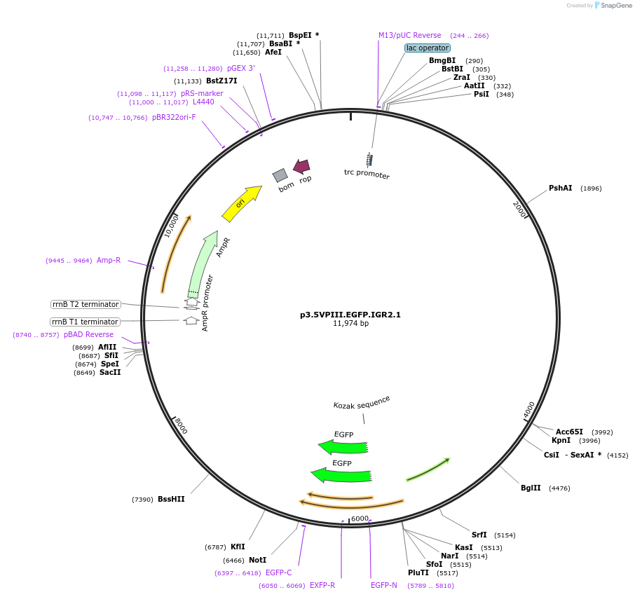 40865-plasmid-map-sequence-id-54132
