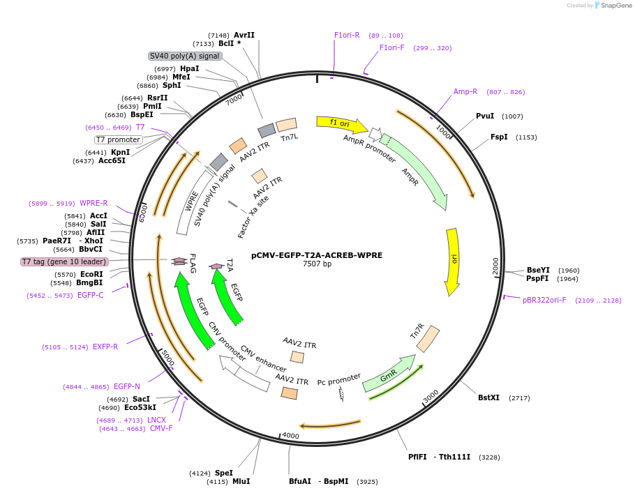 40867-plasmid-map-sequence-id-54141