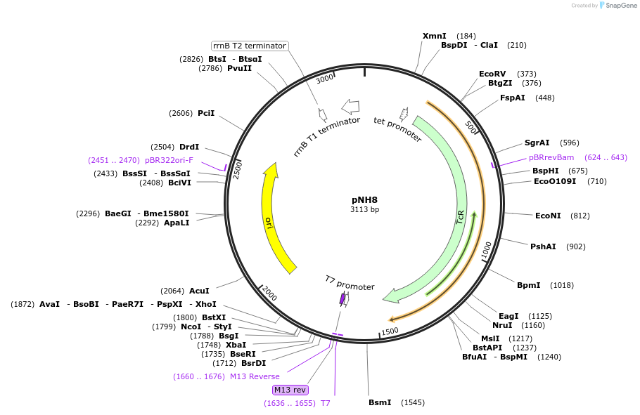 40859-plasmid-map-sequence-id-54235