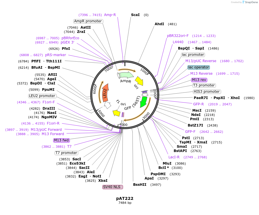 40942-plasmid-map-sequence-id-54252