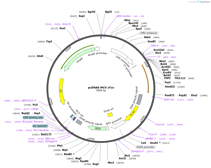 40201-plasmid-map-sequence-id-54270