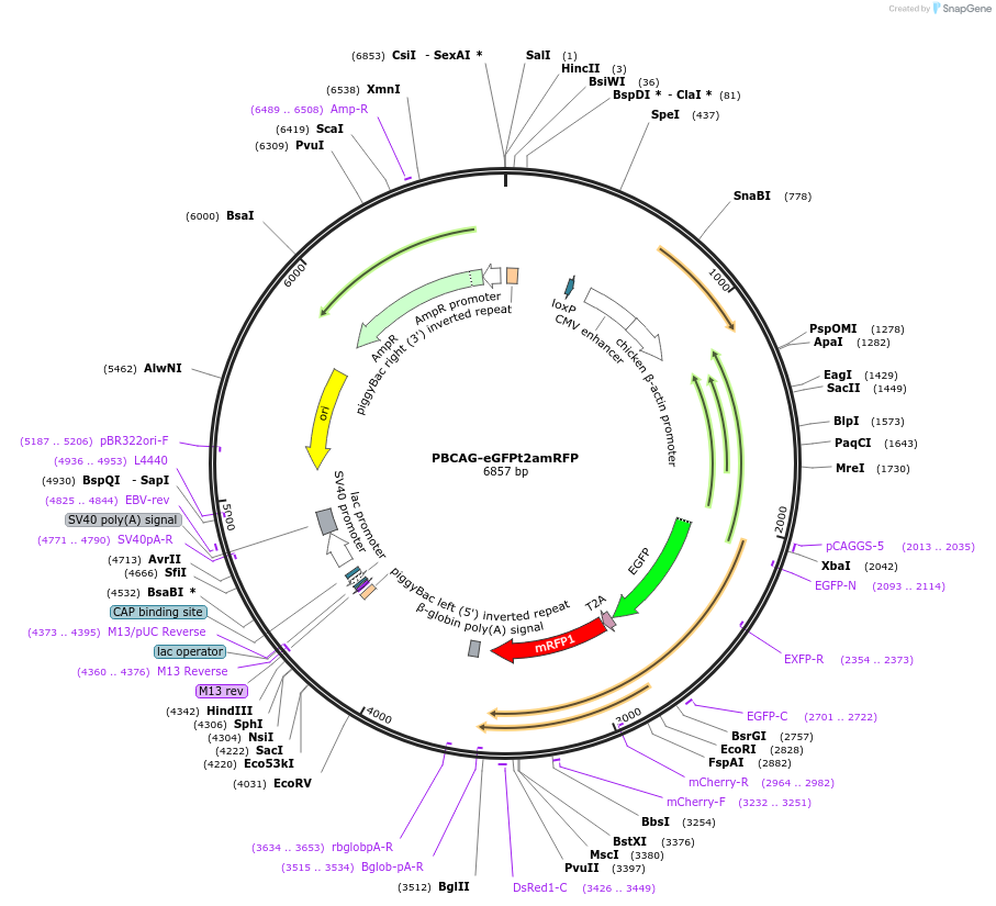 41001-plasmid-map-sequence-id-54310
