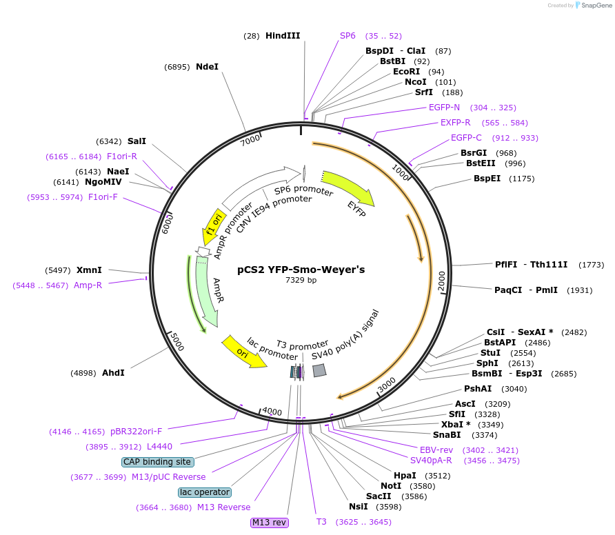 41014-plasmid-map-sequence-id-54503