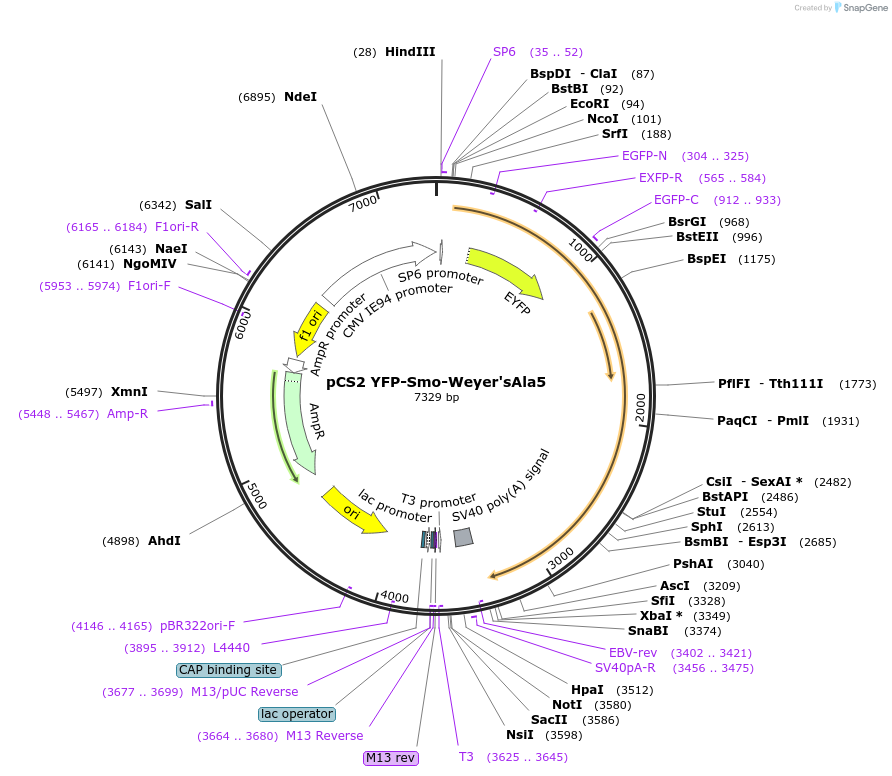 41016-plasmid-map-sequence-id-54504