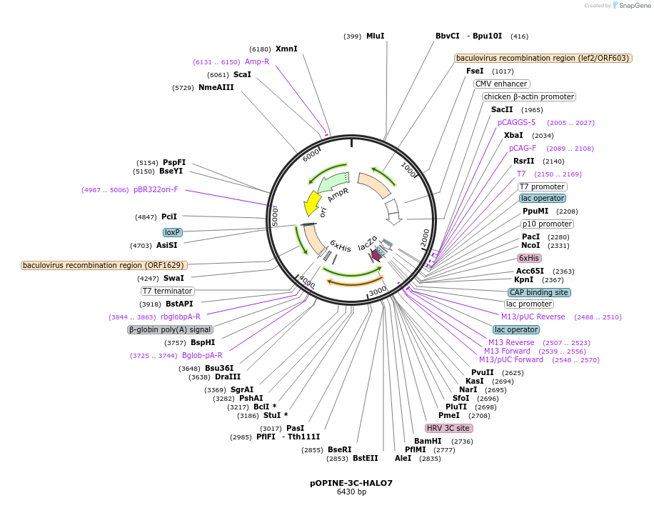 41126-plasmid-map-sequence-id-54701