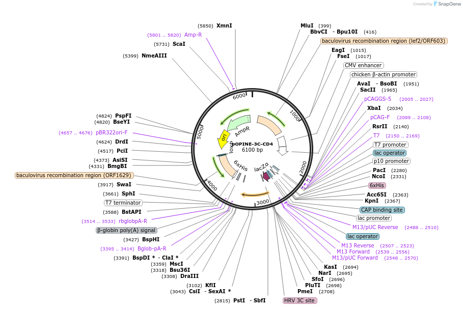 41127-plasmid-map-sequence-id-54705