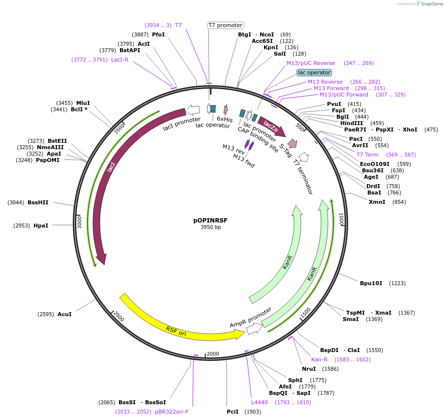 41128-plasmid-map-sequence-id-54712