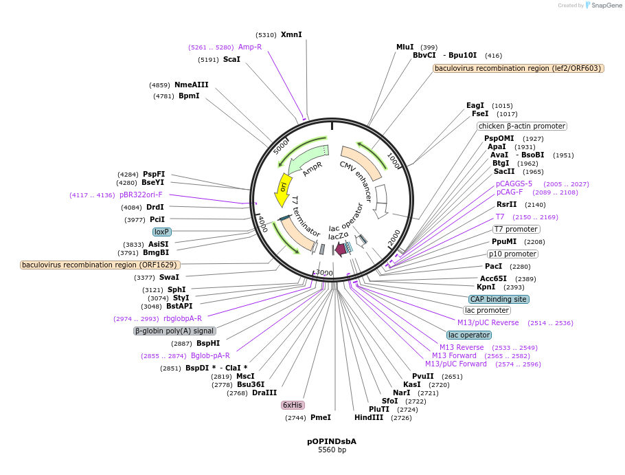 41137-plasmid-map-sequence-id-54731