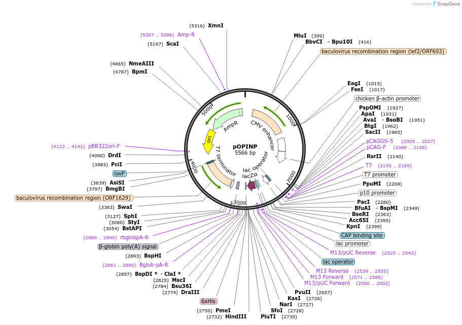 41139-plasmid-map-sequence-id-54733